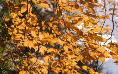 Silver Birch is an Amazing Local Option for Premium Indoor or Outdoor Burning