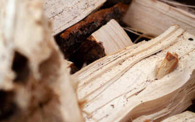 Spruce vs. Pine Firewood: Choosing the Right Wood for Your Needs