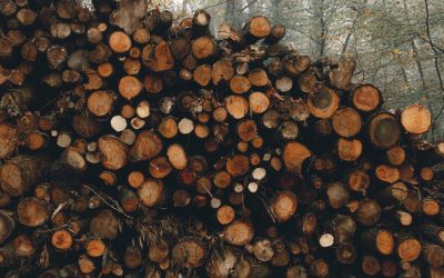 The Art of Drying Firewood: An Essential Guide to Warmth and Efficiency