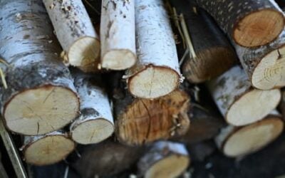 How Long to Season Birch Firewood to Prevent Popping and Sparking